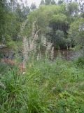 Calamagrostis arundinacea. Цветущее растение. Иркутская обл., Шелеховский р-н, окр. ж.-д. ост.п. \"Голубые ели\", берег р. Олха. 19.07.2014.