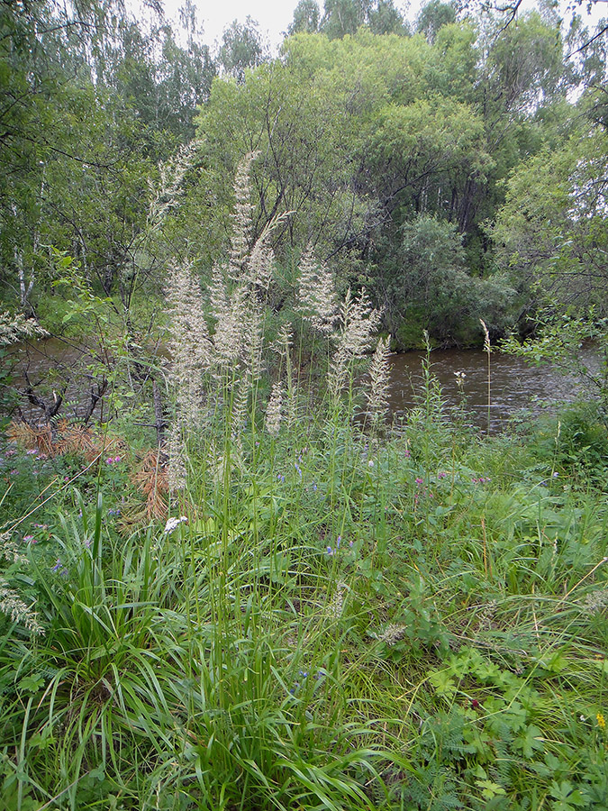 Изображение особи Calamagrostis arundinacea.