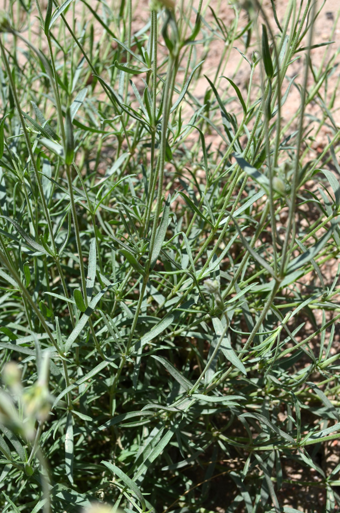 Image of Silene brahuica specimen.