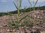 Lactuca saligna