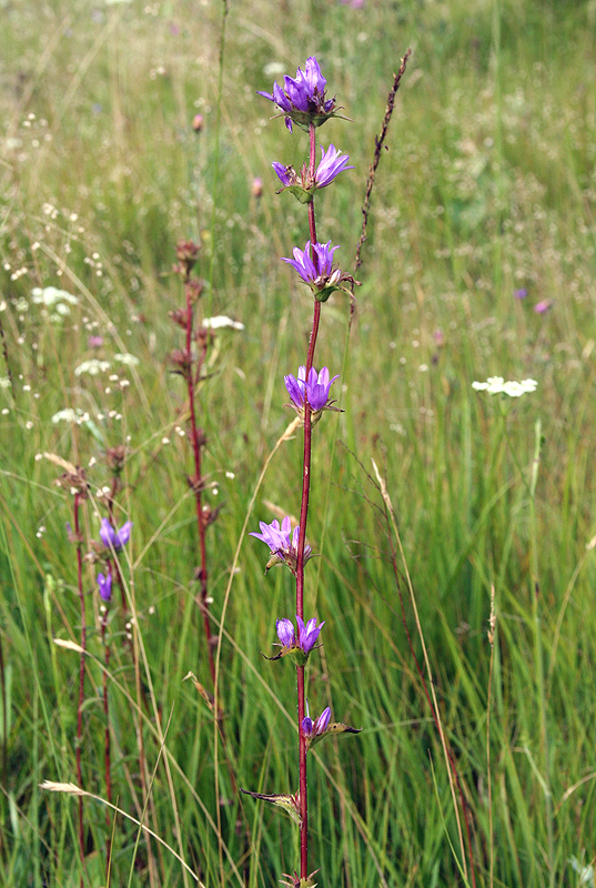 Изображение особи Campanula glomerata.