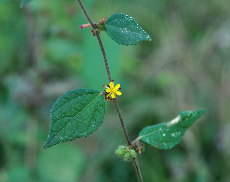 Image of Triumfetta rhomboidea specimen.