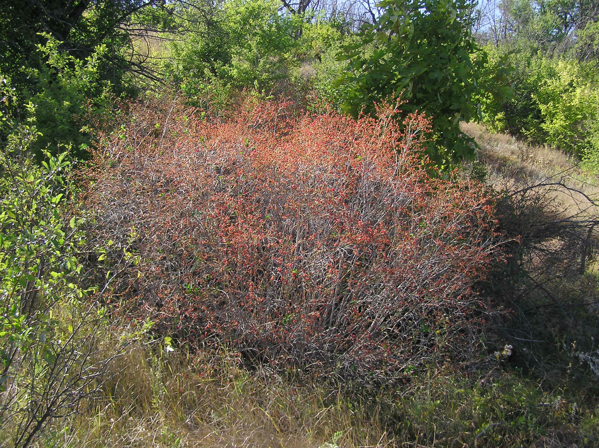 Image of Lonicera tatarica specimen.