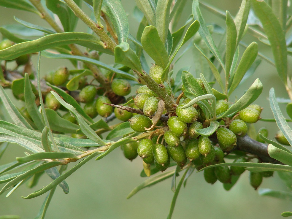 Image of Hippophae rhamnoides specimen.