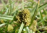 Cyperus michelianus