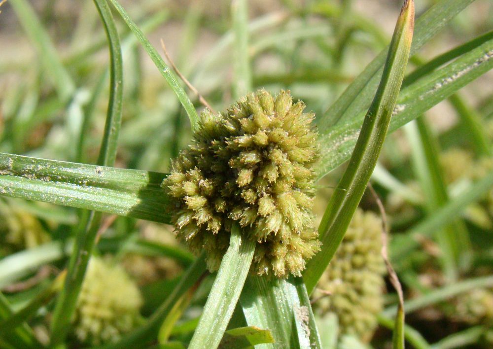 Image of Cyperus michelianus specimen.