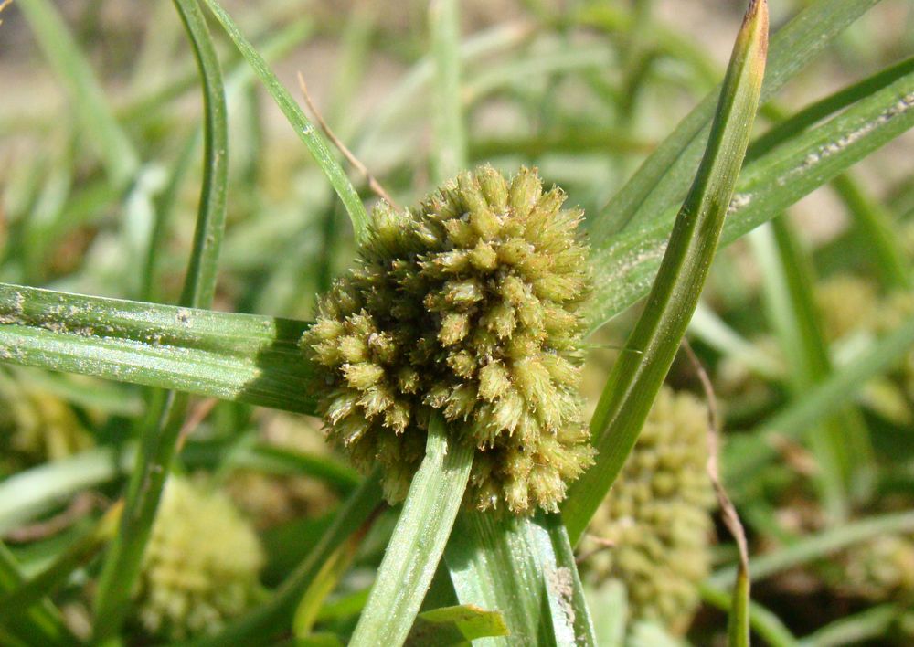 Изображение особи Cyperus michelianus.