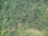 Ceratophyllum demersum. Растение в воде. Иркутская обл., окр. г. Иркутска, левый берег р. Ангара, небольшое озеро. 09.07.2015.