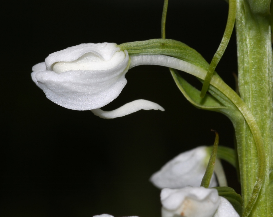 Image of Tulotis hologlottis specimen.