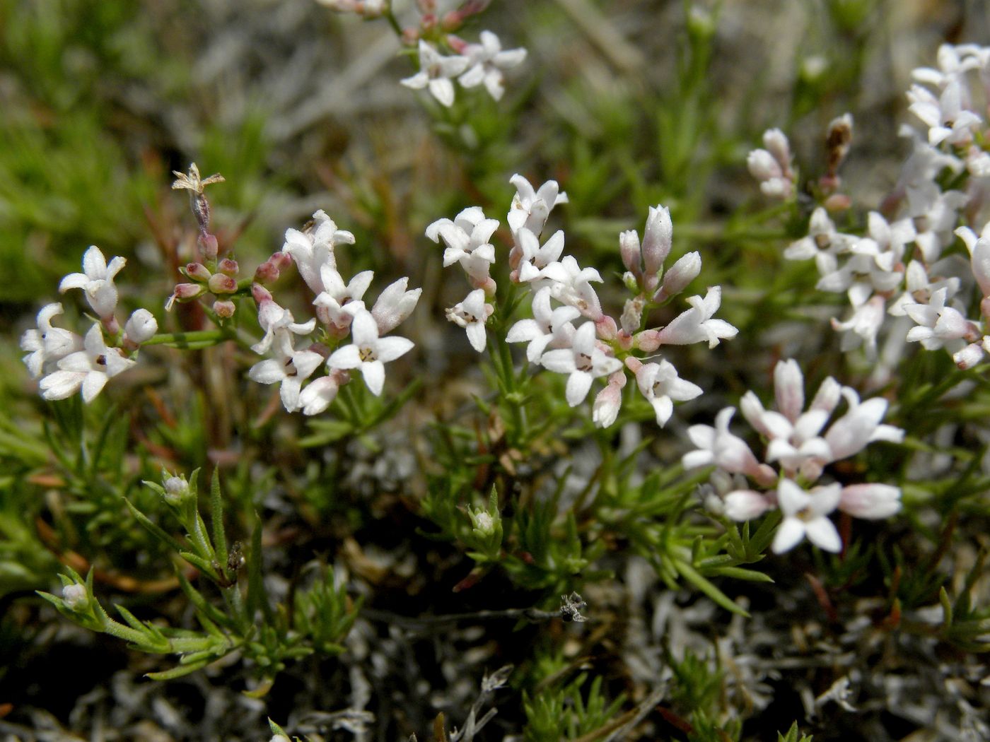 Изображение особи Asperula cimmerica.