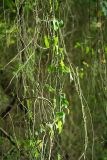 Smilax excelsa