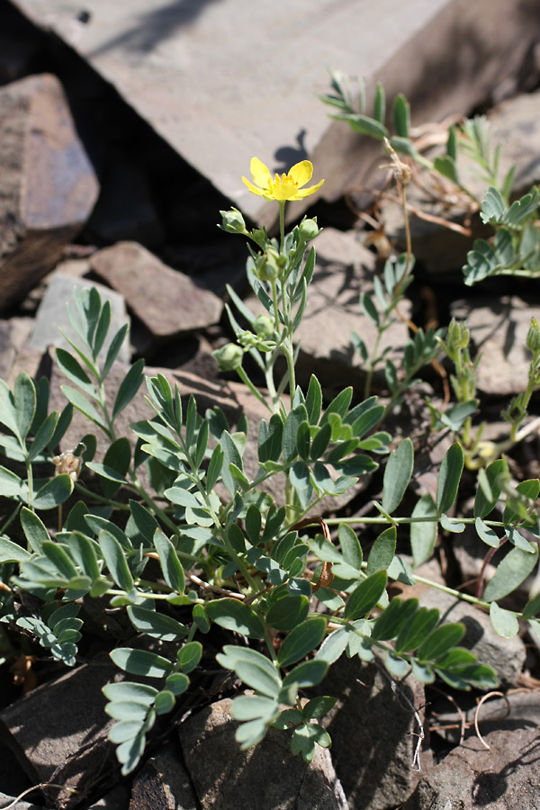 Изображение особи Potentilla orientalis.