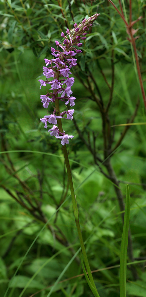 Изображение особи Gymnadenia conopsea.