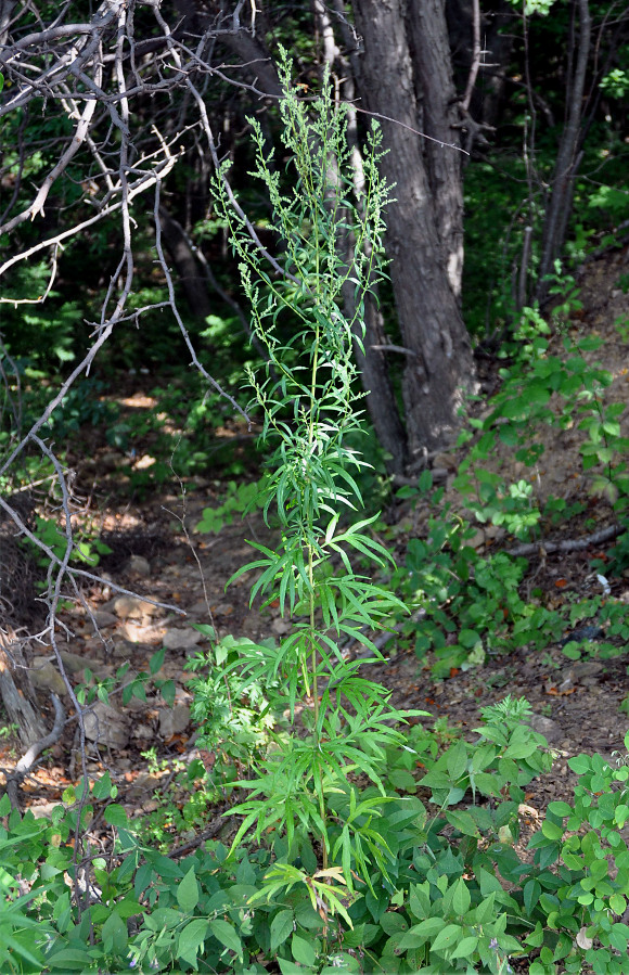 Изображение особи Artemisia umbrosa.