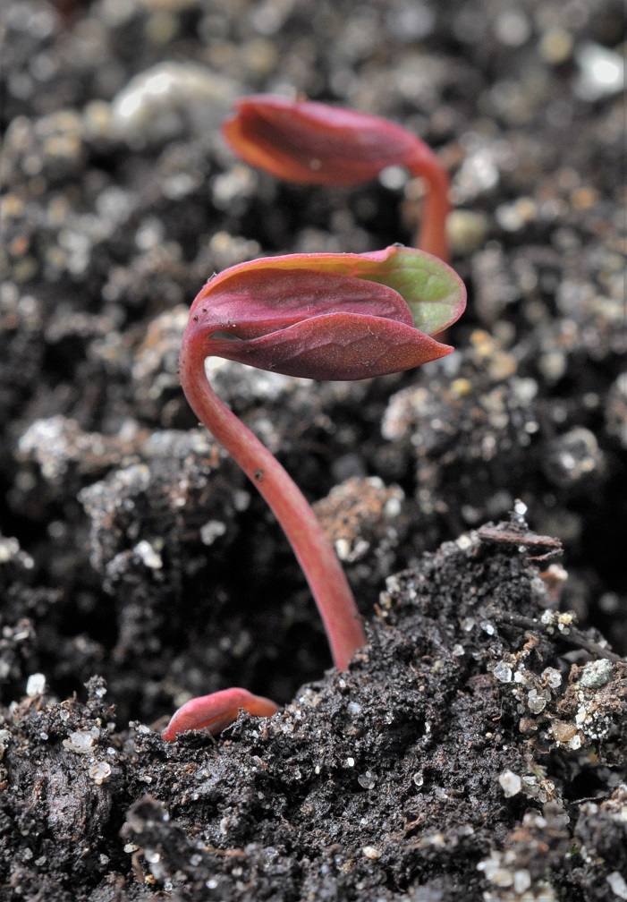 Image of Paeonia obovata specimen.