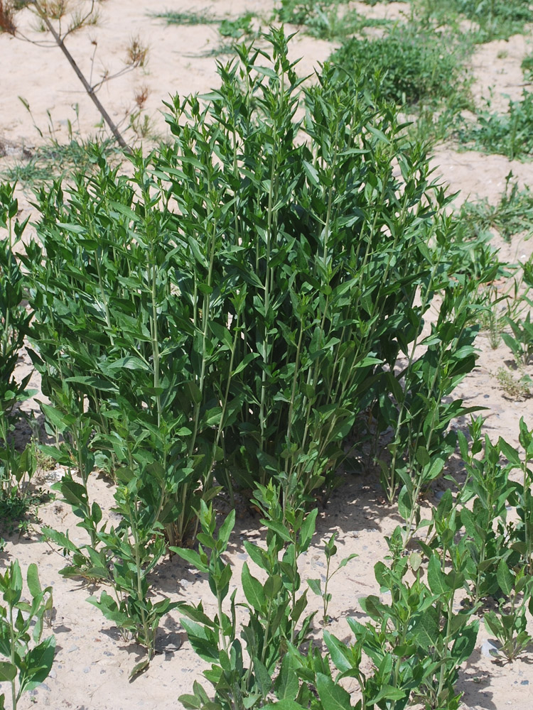 Изображение особи Lepidium latifolium.