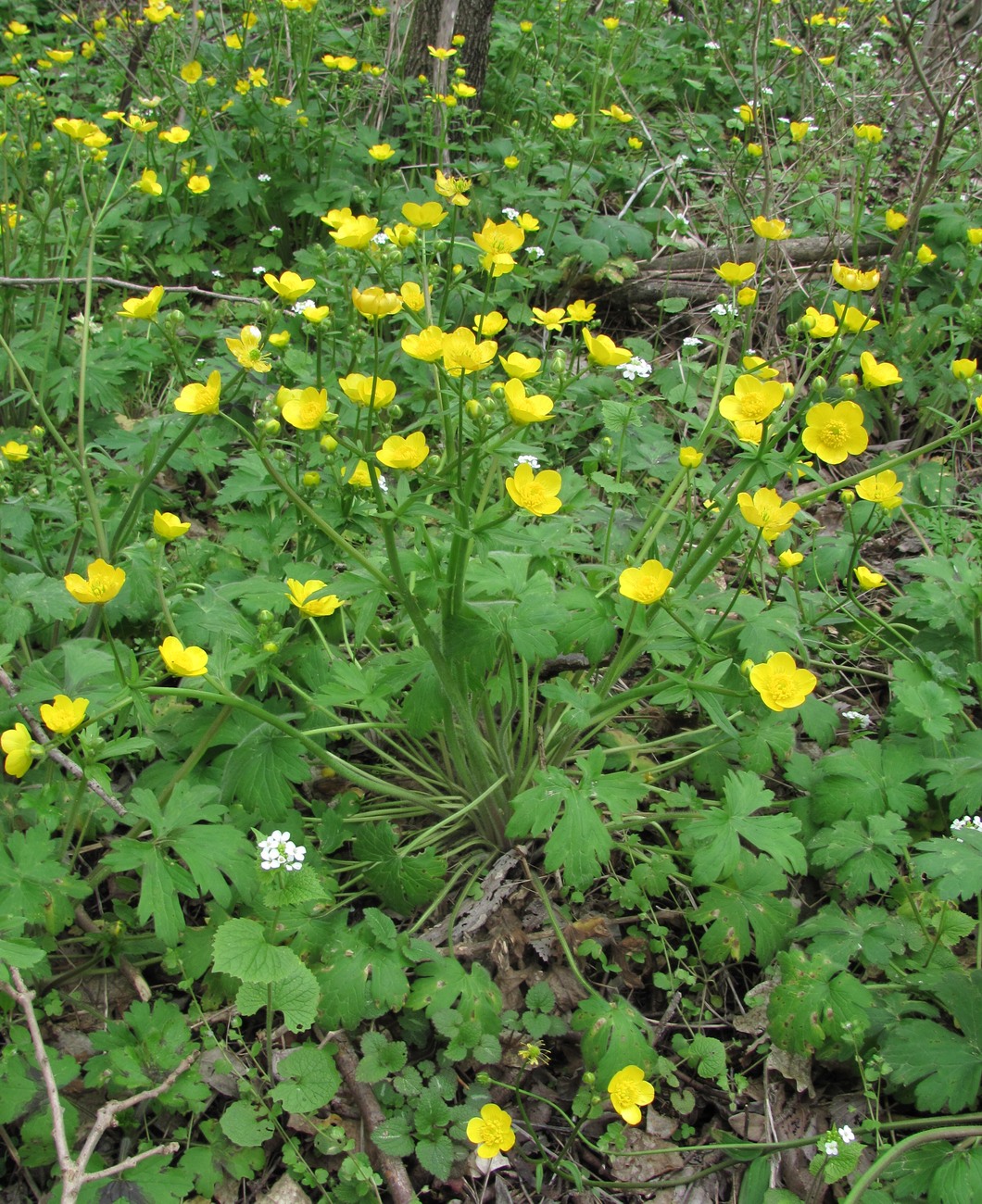 Изображение особи Ranunculus constantinopolitanus.