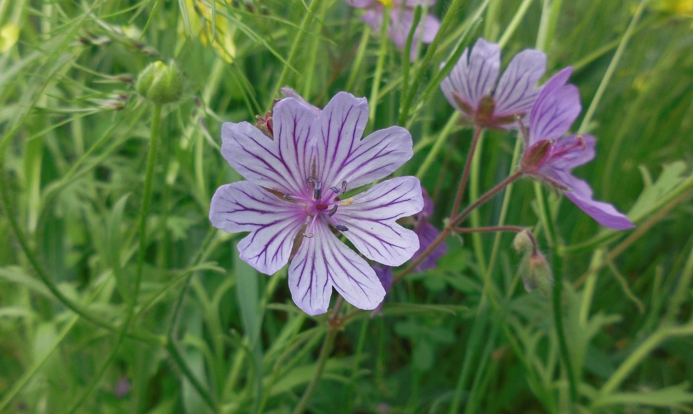 Изображение особи Geranium linearilobum.