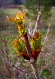 Viburnum opulus