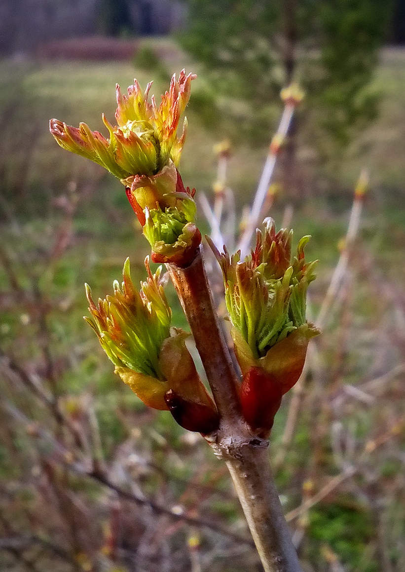 Image of Viburnum opulus specimen.