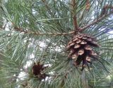 Pinus sylvestris. Часть ветви с шишкой. Украина, Житомирская обл., молодой сосновый лес. 05.05.2016.