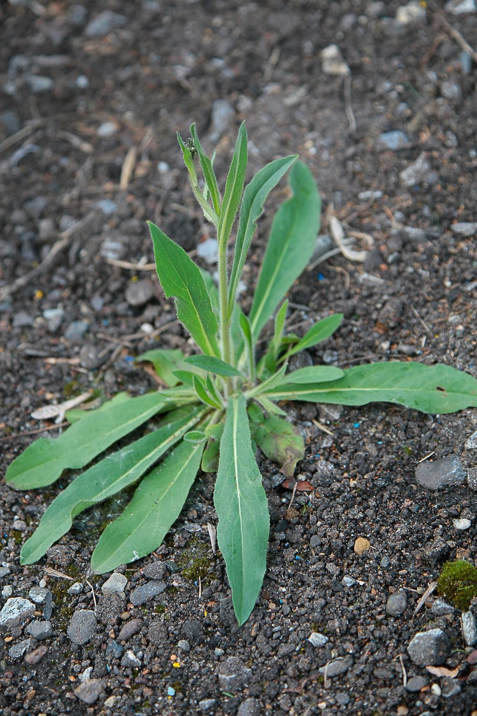 Изображение особи род Hieracium.