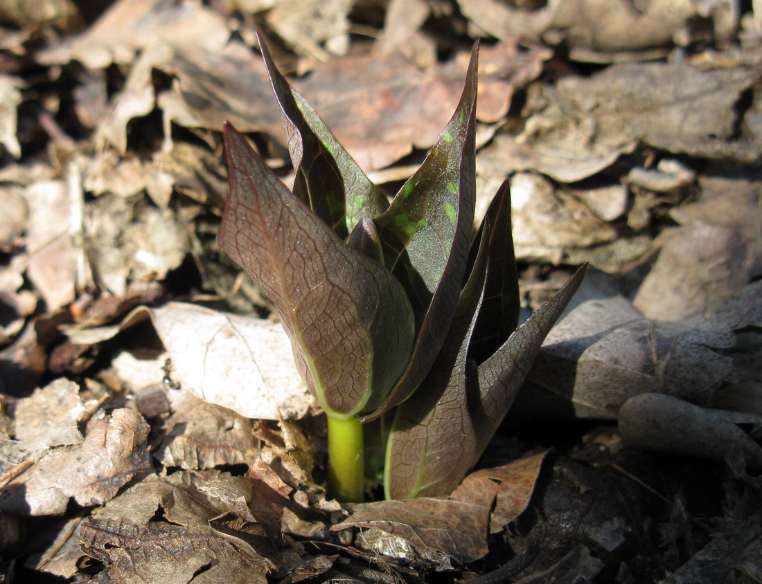 Image of Trillium luteum specimen.