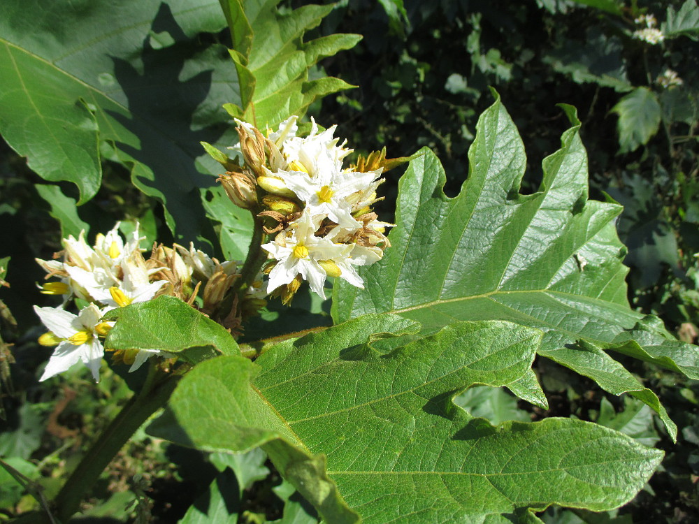 Изображение особи Solanum chrysotrichum.