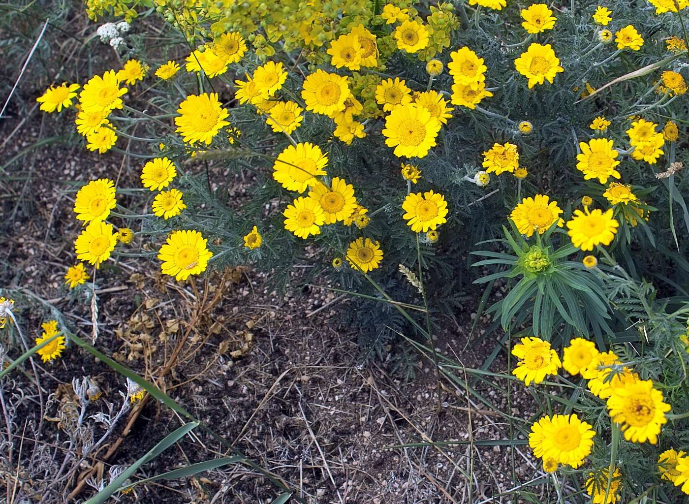 Image of Anthemis tinctoria specimen.