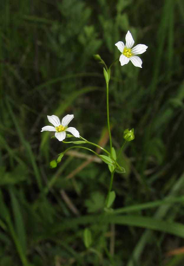 Image of Linum catharticum specimen.