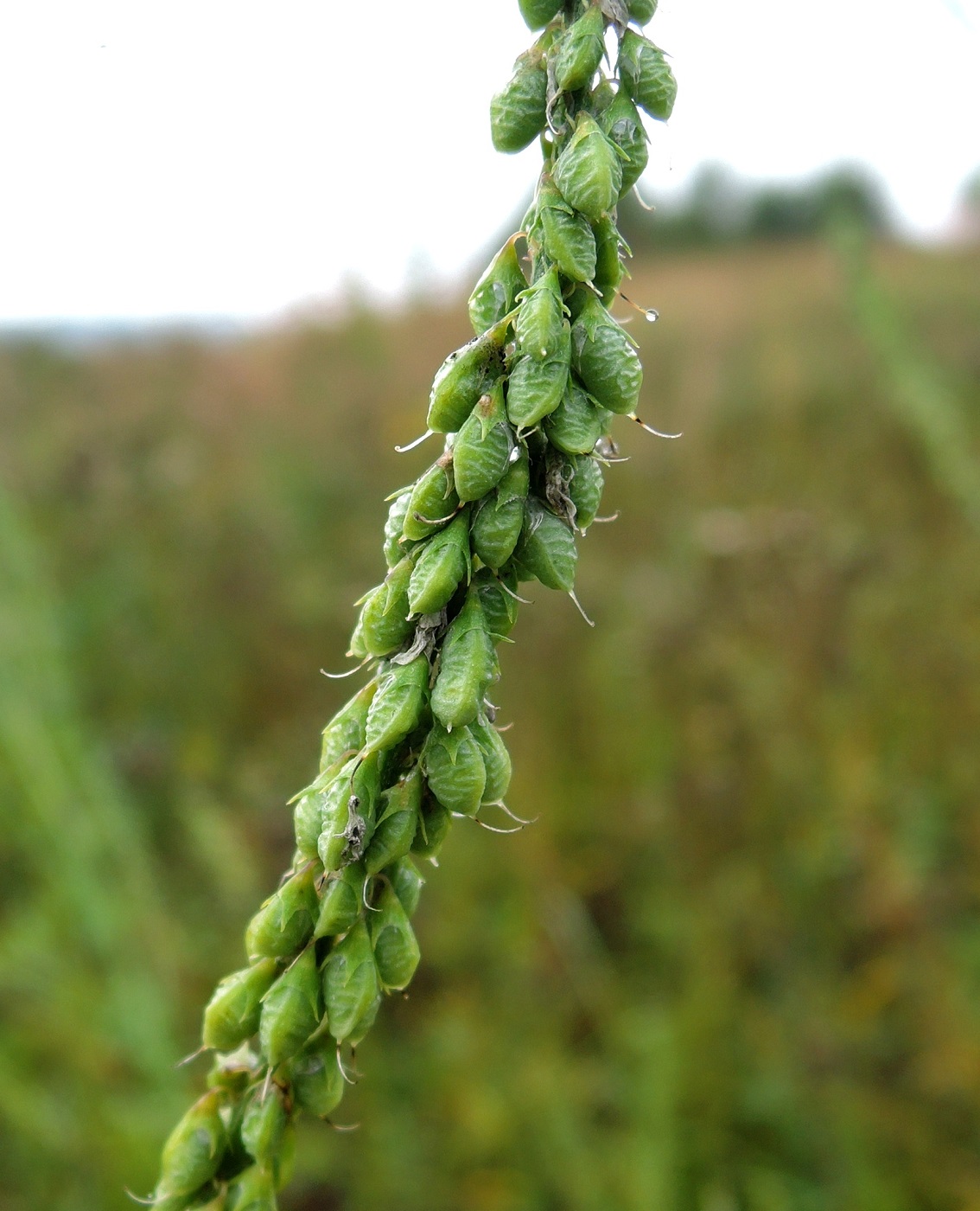 Изображение особи Melilotus albus.