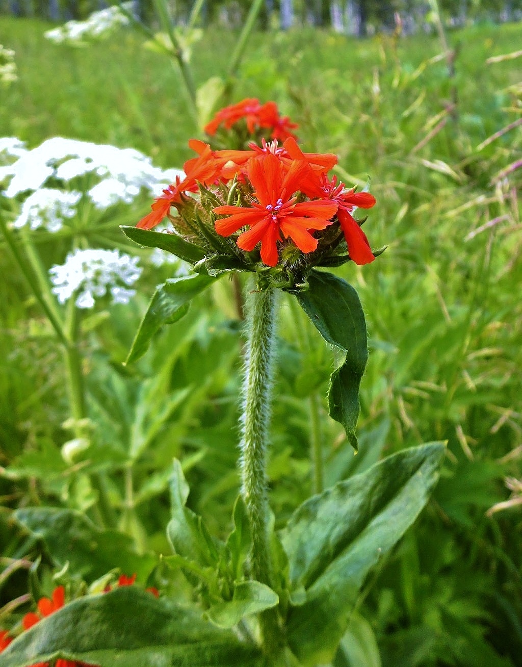 Изображение особи Lychnis chalcedonica.