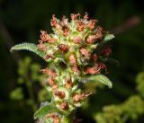 Image of taxon representative. Author is Виталий Гуменюк