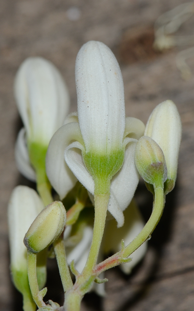 Image of Moringa oleifera specimen.