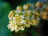 Ribes alpinum. Мужское соцветие. Санкт-Петербург. 29.05.2009.