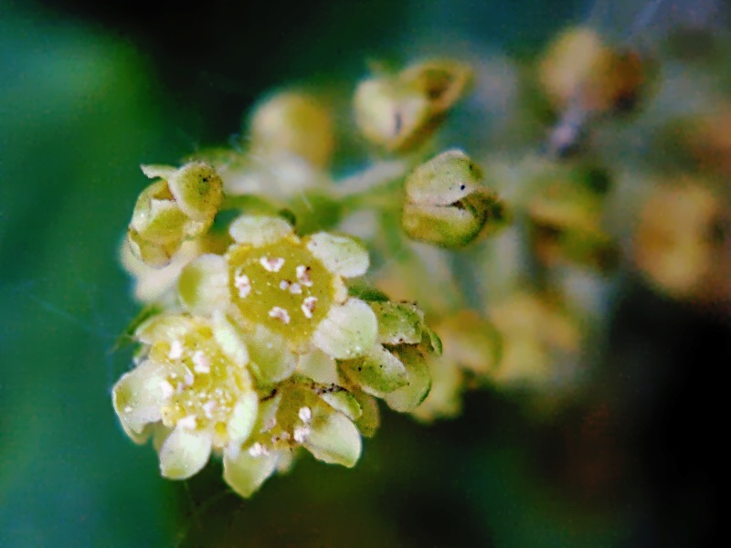 Image of Ribes alpinum specimen.