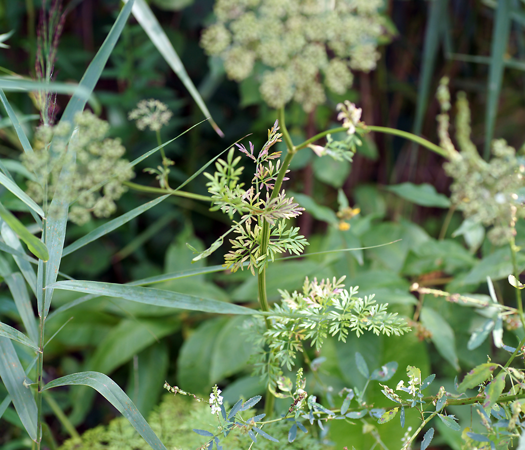 Изображение особи Selinum carvifolia.