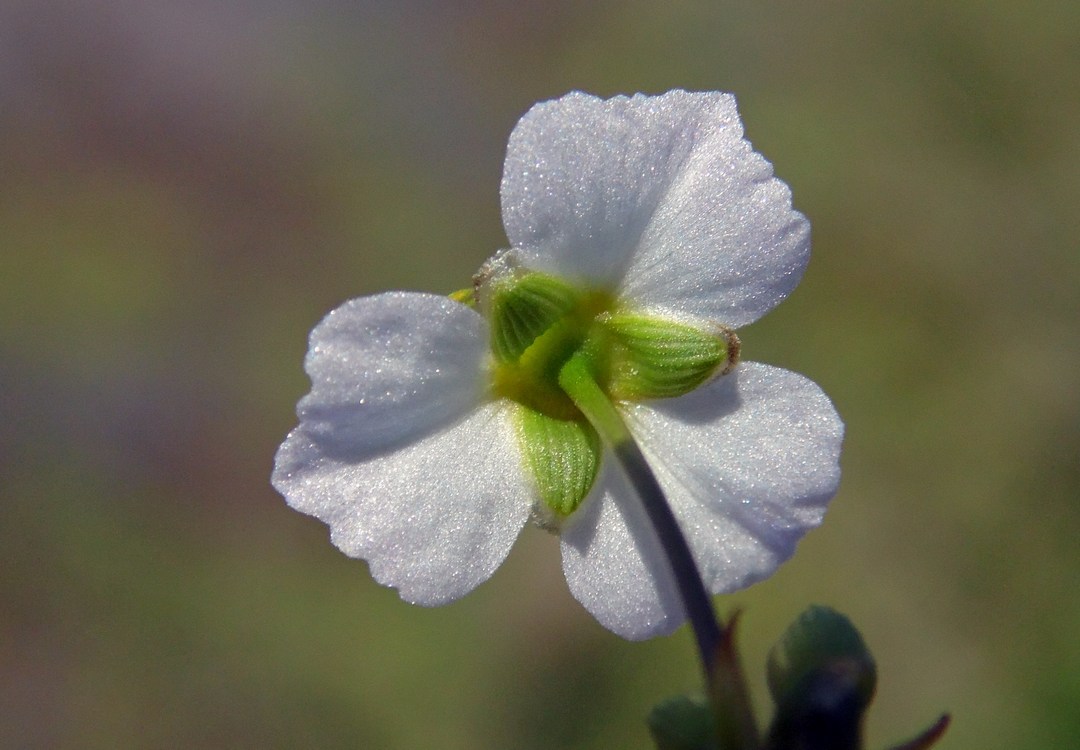 Image of Alisma plantago-aquatica specimen.