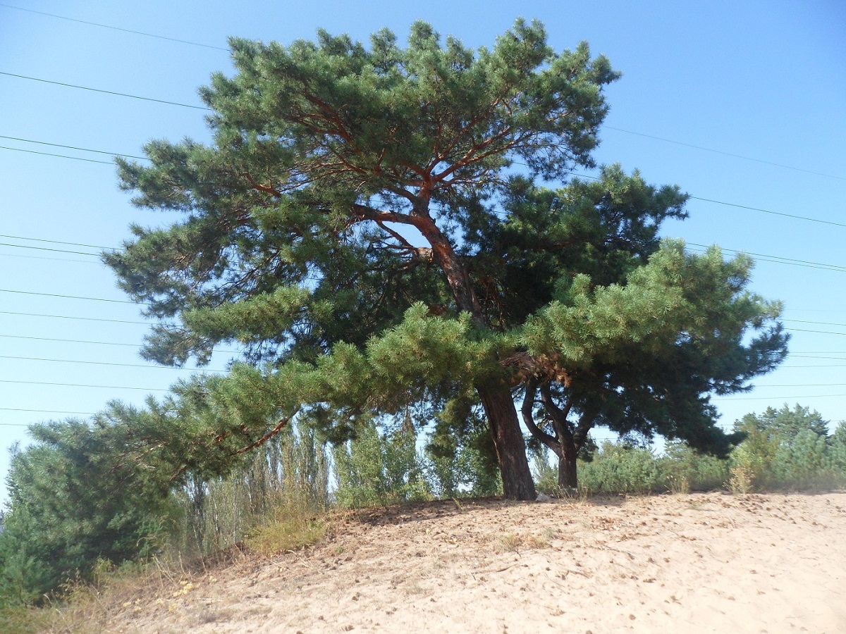 Изображение особи Pinus sylvestris.