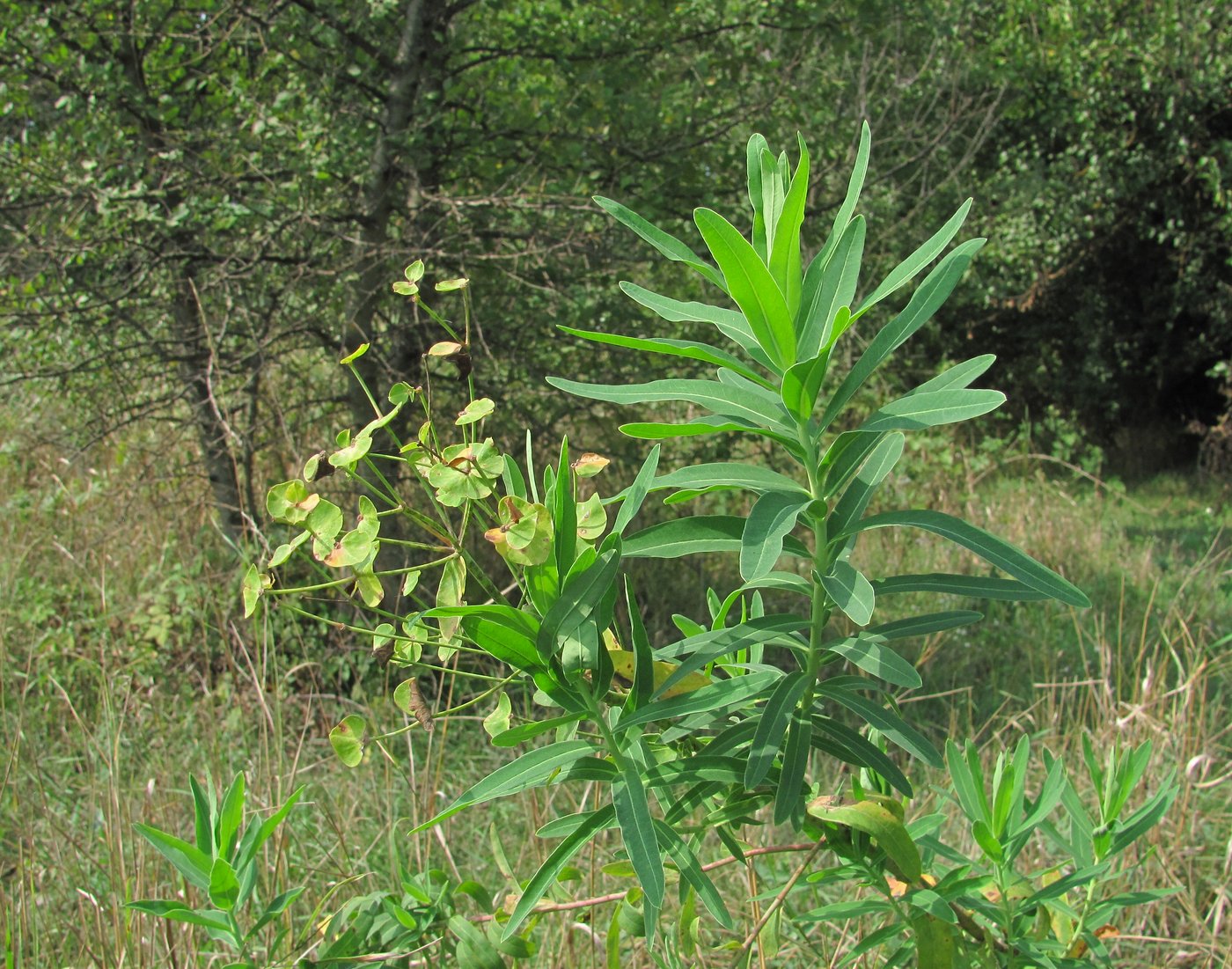 Image of genus Euphorbia specimen.