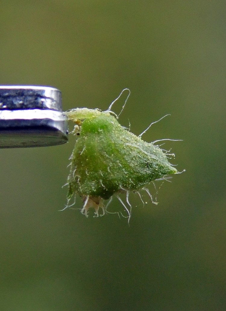 Image of Ambrosia artemisiifolia specimen.