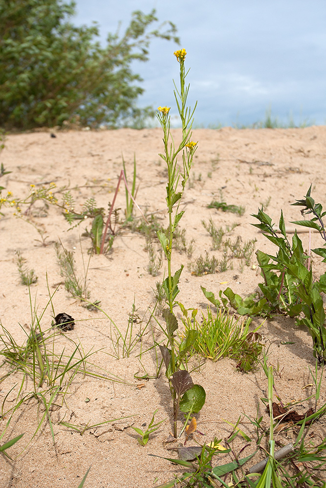 Image of Barbarea stricta specimen.