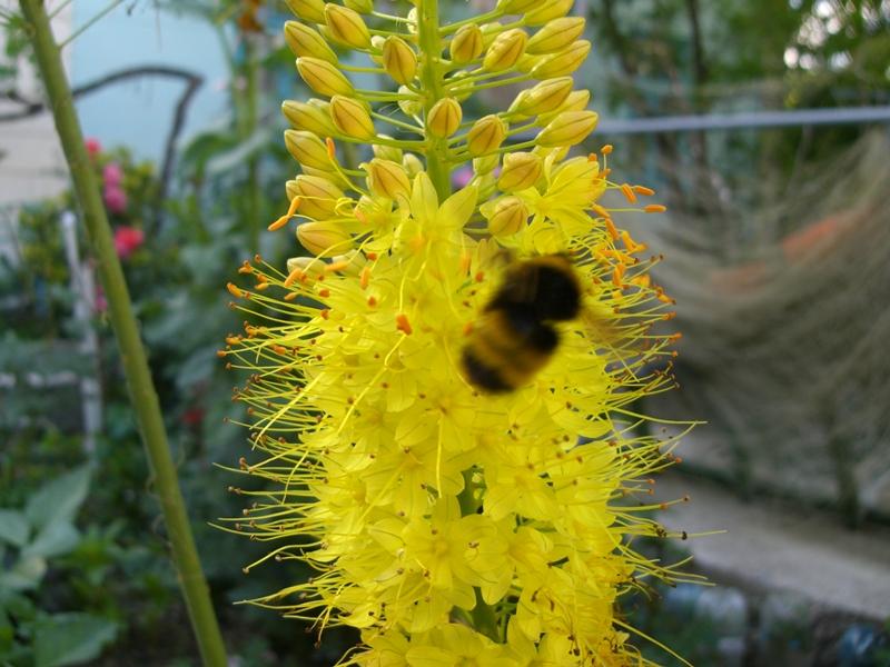 Image of Eremurus stenophyllus specimen.