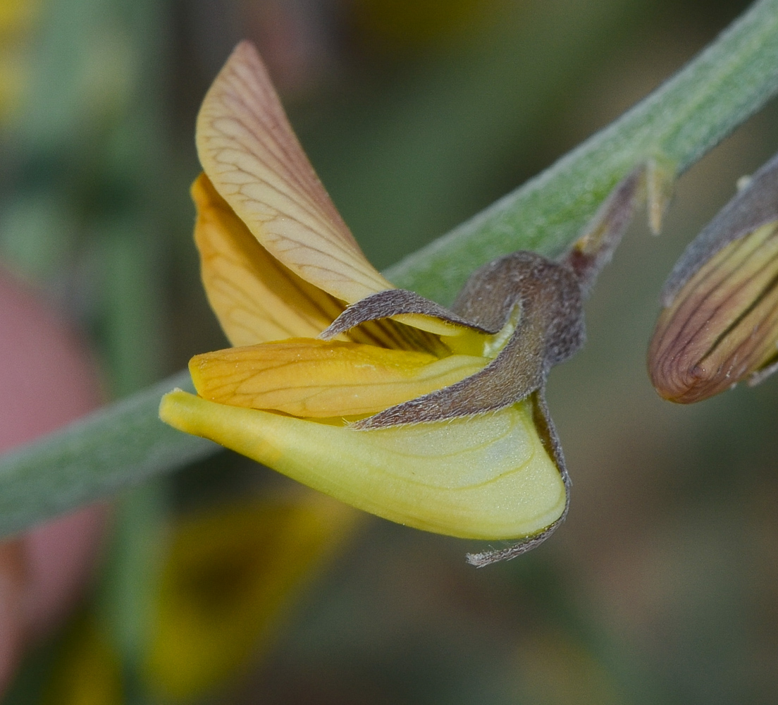 Image of Crotalaria aegyptiaca specimen.