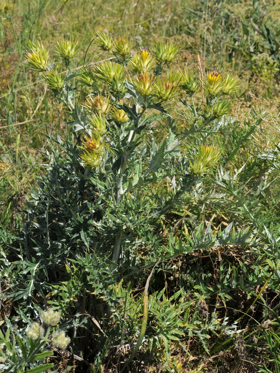 Изображение особи Cousinia minkwitziae.