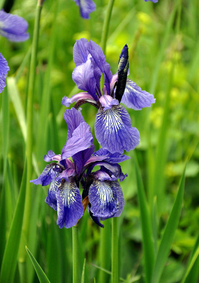 Image of Iris sibirica specimen.