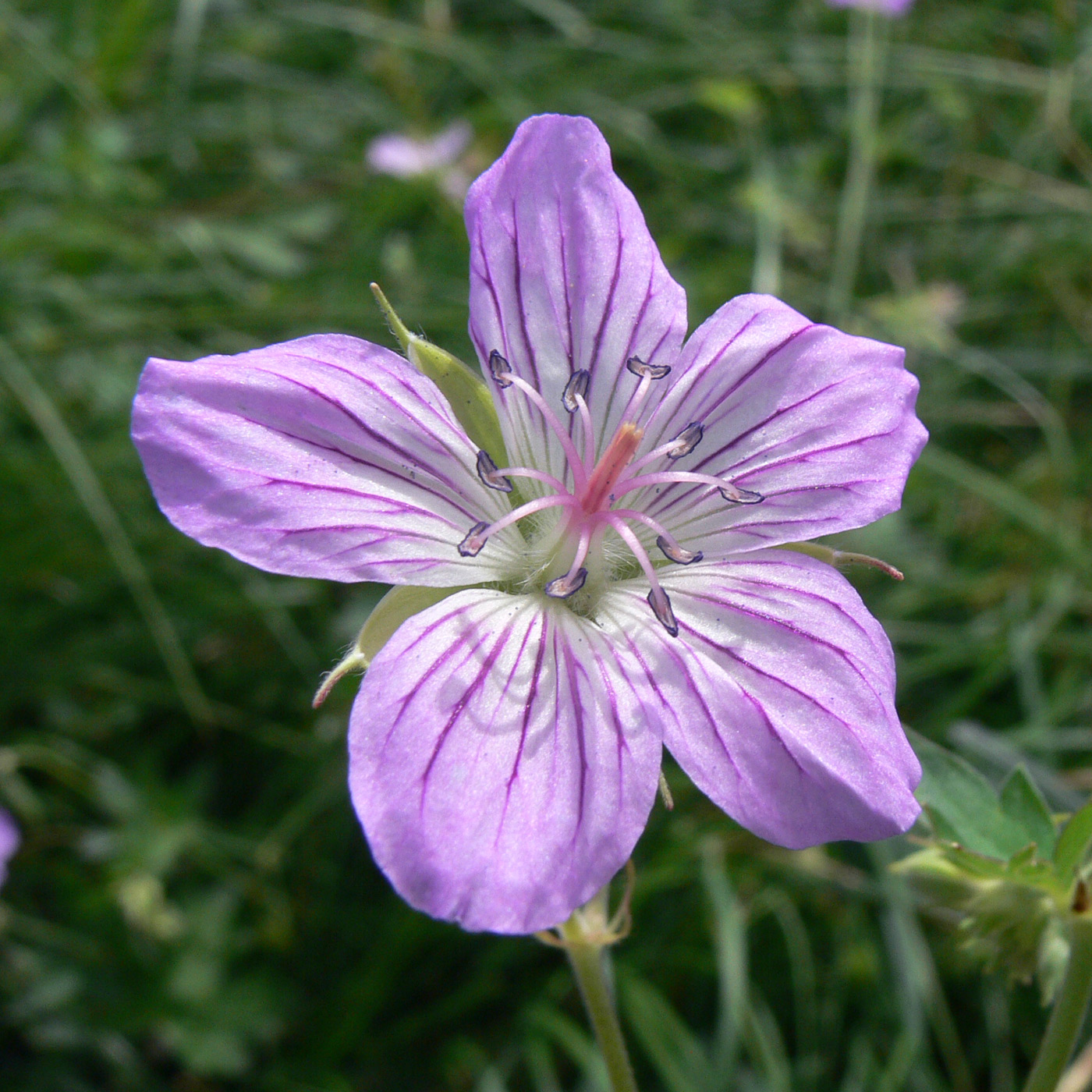 Изображение особи Geranium wlassovianum.