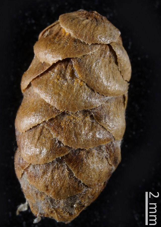 Image of Picea obovata specimen.