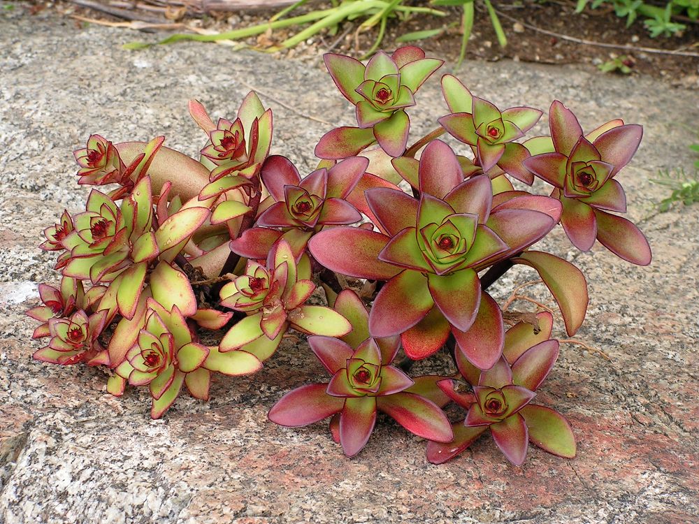 Image of Orostachys maximowiczii specimen.