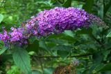 Buddleja davidii. Соцветие и лист. Владивосток, Ботанический сад. 12.09.2016.